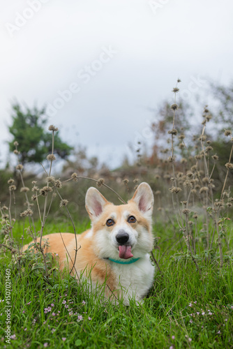 Photos Happy corgi sitting on green field with tongue out, surrounded by dried plants
