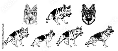 Vector husky dog set 
