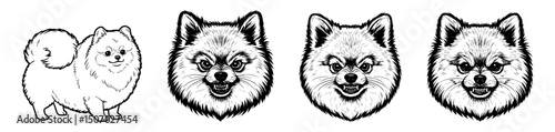 Vector Pomeranian dog faces 