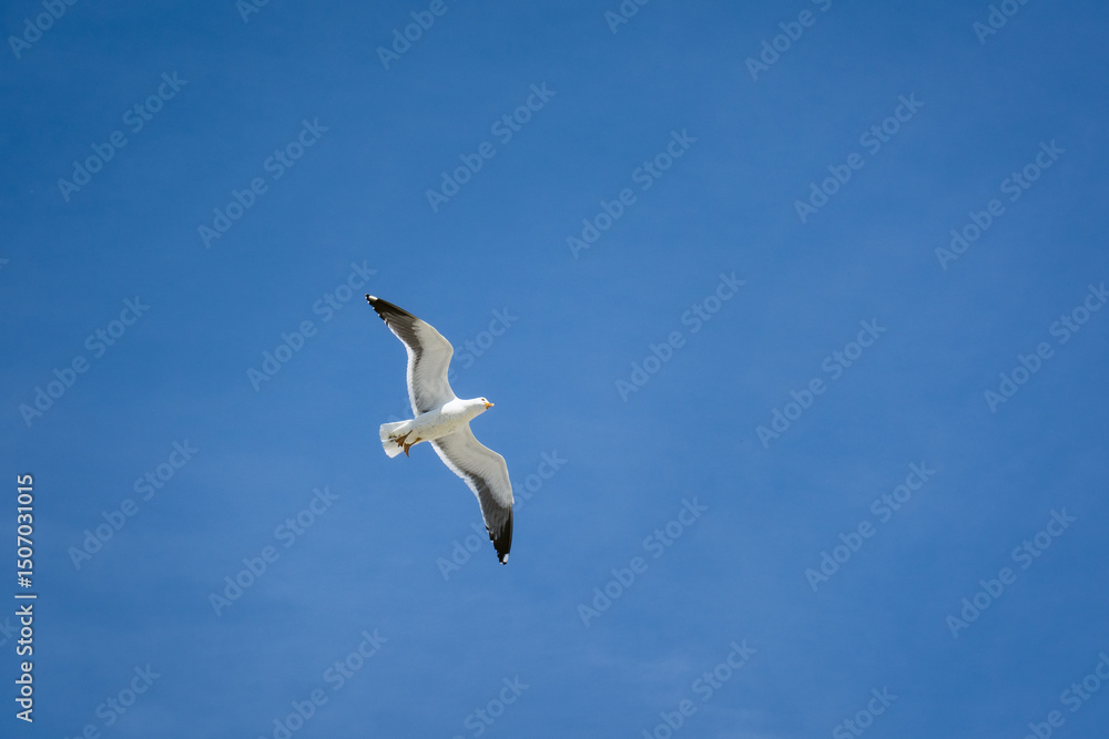 fly away fly away