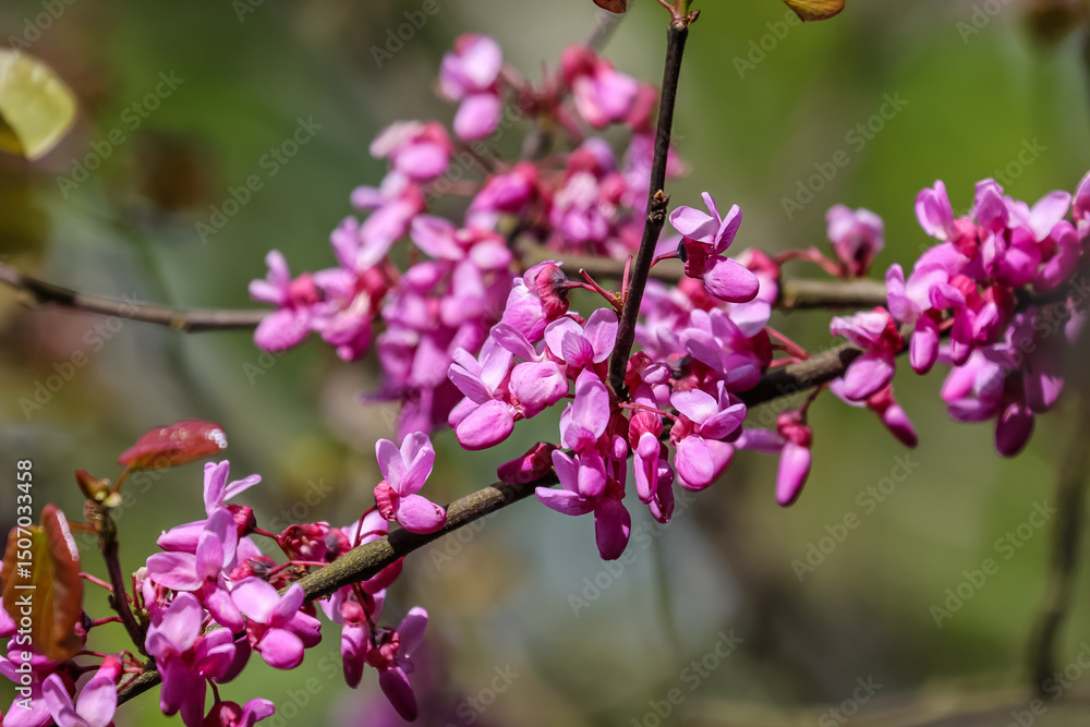 Cercis chinensis, the Chinese redbud is a plant in the legume the family Fabaceae.
Cercis chinensis, the Chinese redbud is a plant in the legume the family Fabaceae.