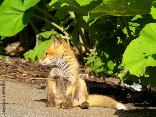 Wild red fox cubs in eastern Hokkaido