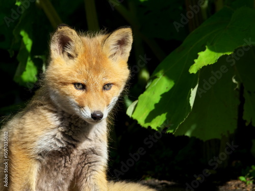 Wild red fox cubs in eastern Hokkaido