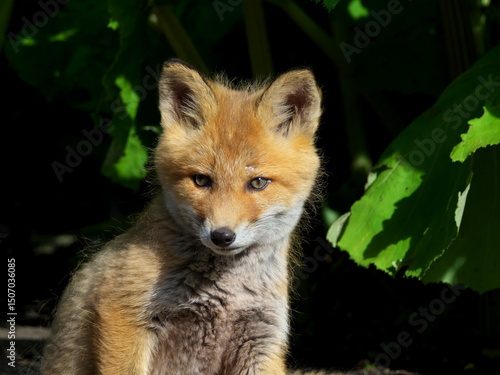 Wild red fox cubs in eastern Hokkaido