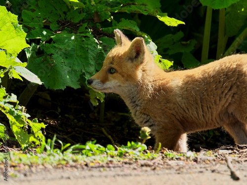 Wild red fox cubs in eastern Hokkaido