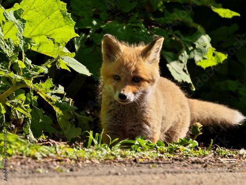 Wild red fox cubs in eastern Hokkaido