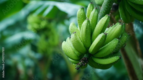 Green Bananas Growing in Rainforest Rain