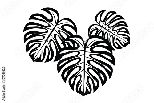 Monstera Deliciosa Leaves Cluster in Black Silhouette on White Background, Decorative Foliage