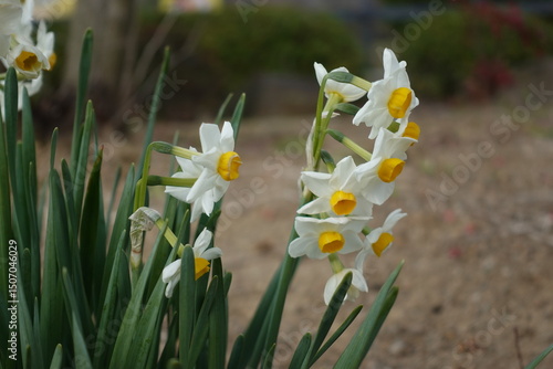 white spring flowers