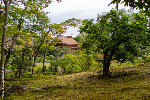 japanese garden in spring