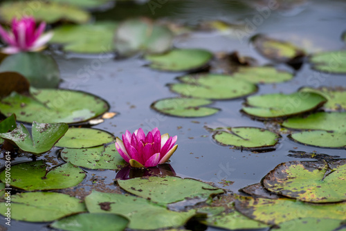 pink water lily