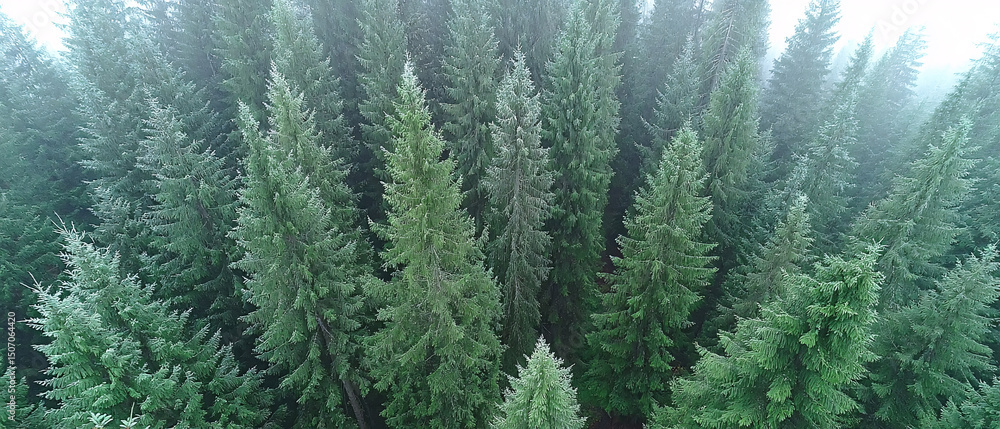 Obraz premium Forest Mountain, green trees and woods 