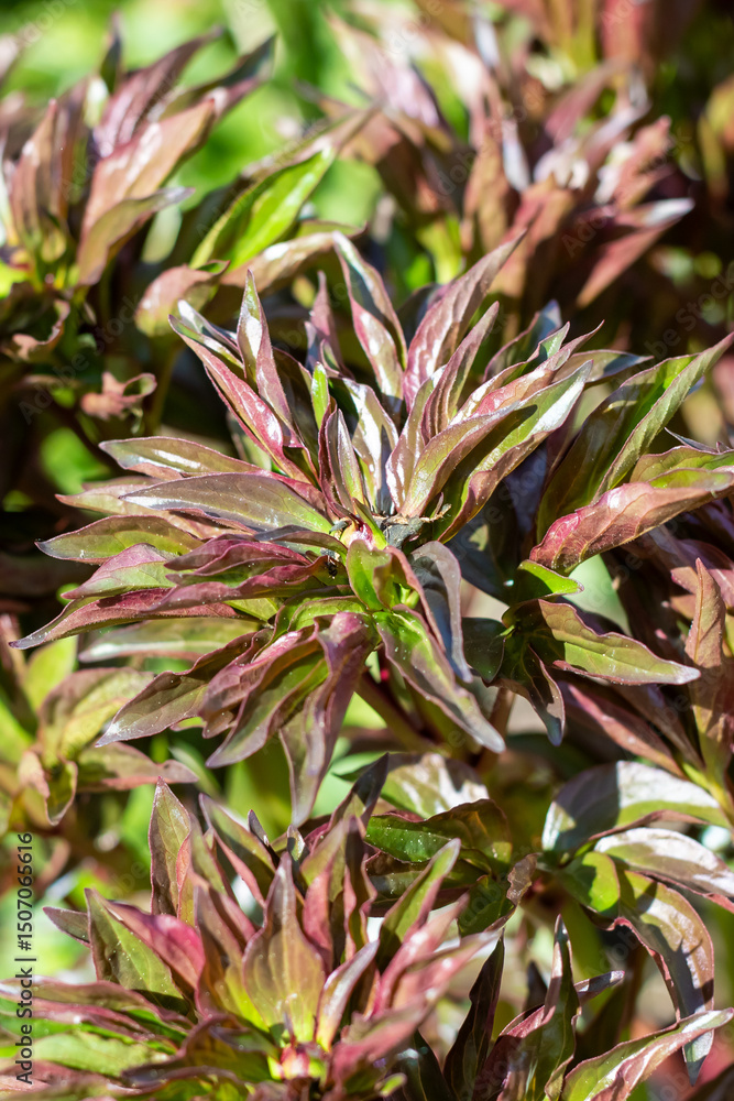 Obraz premium This is a closeup view of a vibrant plant showcasing both red and green leaves