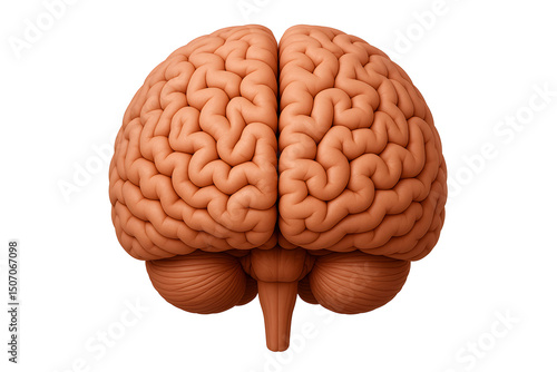 human brain front view, isolated on white background