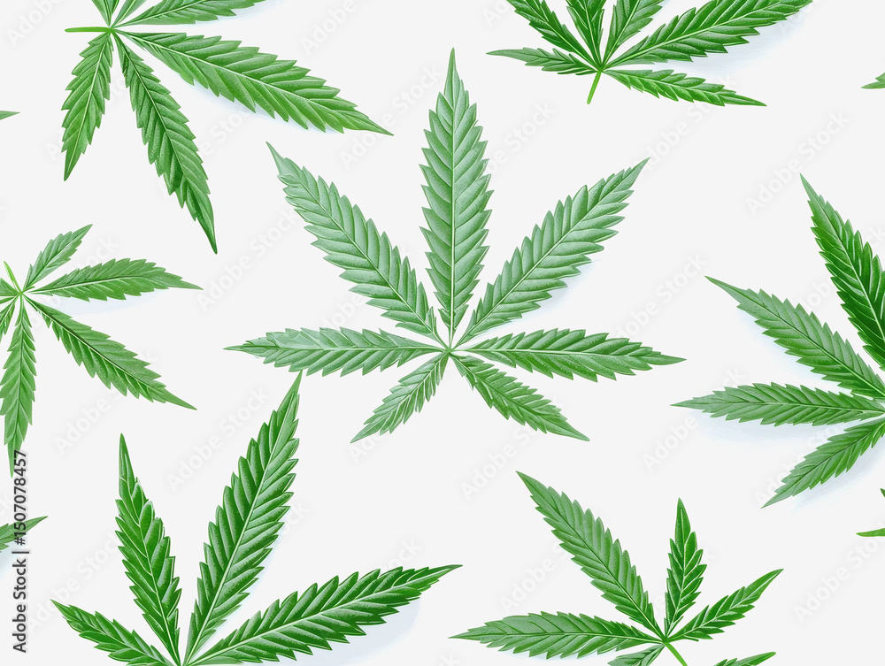A collection of fresh marijuana leaves capturing their unique textures and colors for educational purposes on epilepsy treatment A collection of fresh marijuana leaves capturing their unique textures and colors for educational purposes on epilepsy treatment