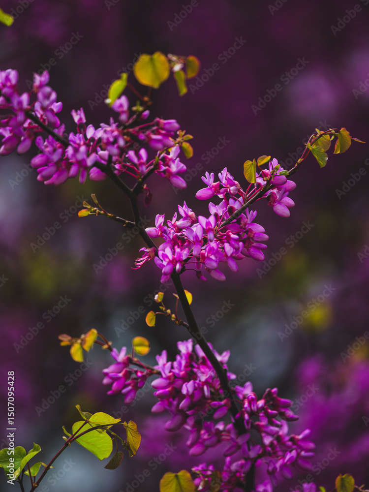 Fototapeta premium purple flowers in the nature