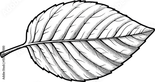 Detailed botanical leaf illustration for nature design and educational purposes. Vector illustration