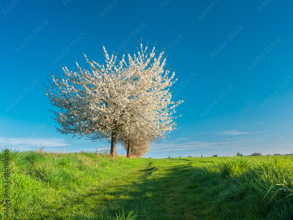 Naklejka premium Footpath through green fields with cherry trees in bloom under clear blue sky in spring