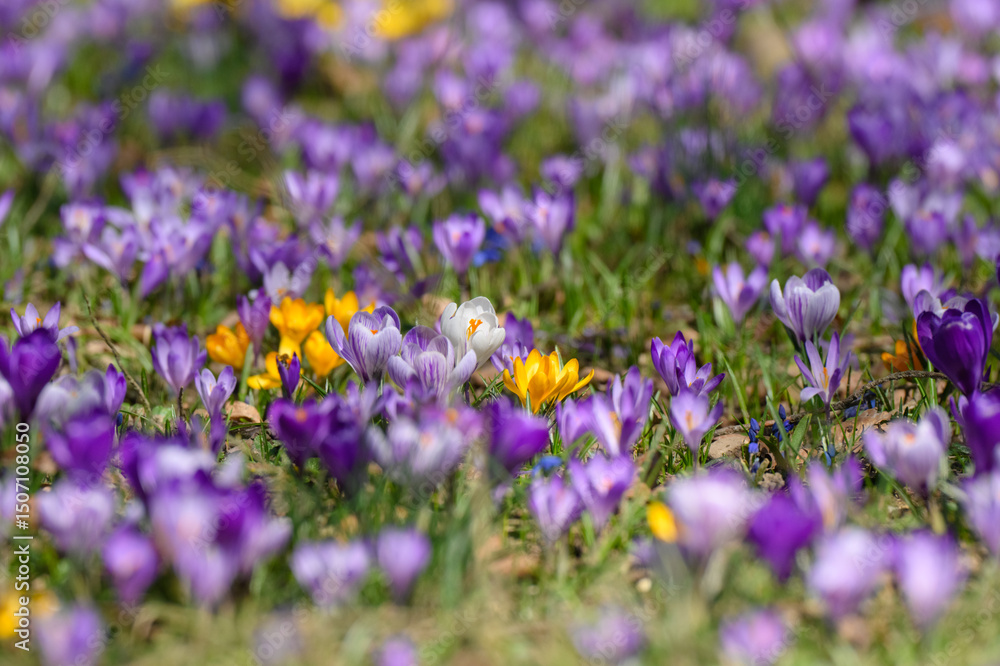 Fototapeta premium Vibrant crocus flowers bloom in a spring meadow, showcasing an array of purple, yellow, and white petals. The lush greenery serves as a backdrop for this seasonal display of nature's beauty.