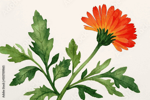 Sunlit Petals in Watercolor Dance herb Calendula isolated watercolor vector illustration svg