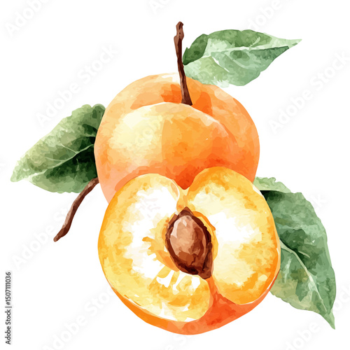 My Watercolor illustration, apricot sliced painting illustration isolated on a white background, illustration, AI painting design, vector illustration set, eps format