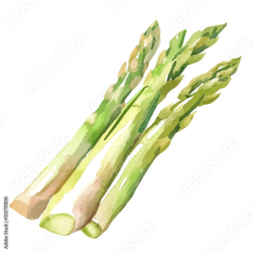 My Watercolor illustration, asparagus painting illustration isolated on a white background, illustration, AI painting design, vector illustration set, eps format