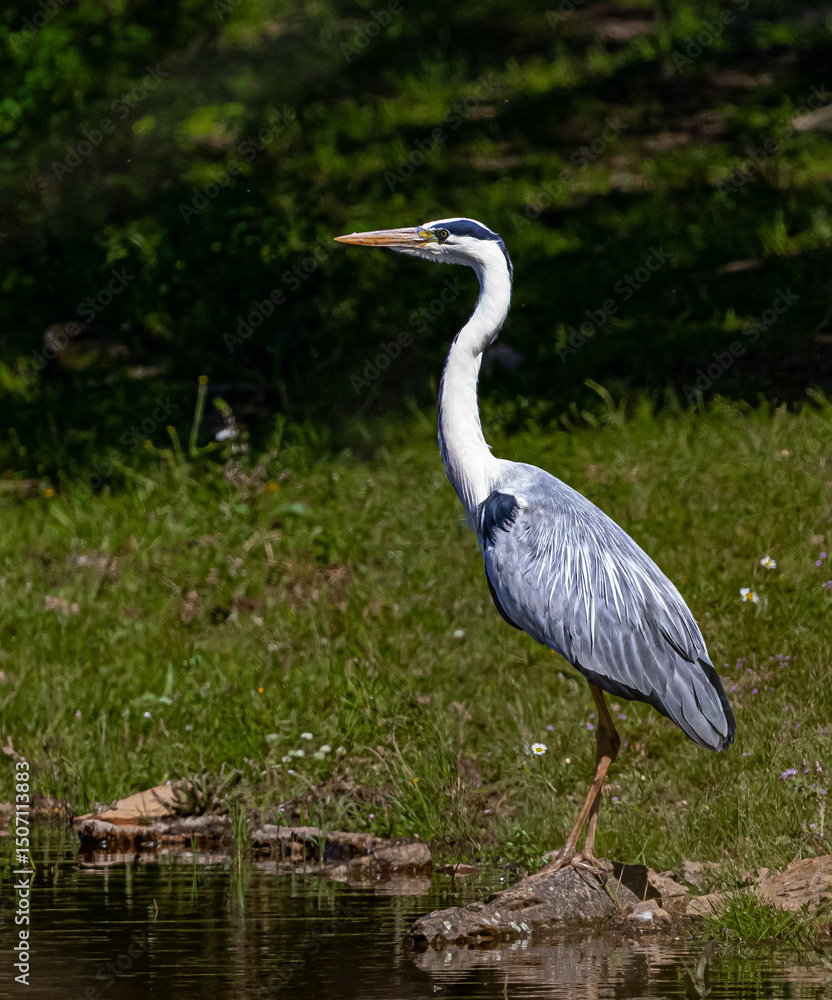 Fototapeta premium great blue heron