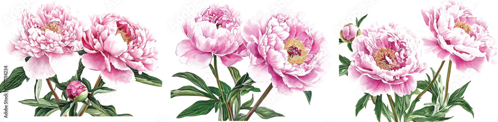 Floral composition of pink english roses, buds and leaves isolated on white background. Hand painted watercolor illustration vector Floral composition of pink english roses, buds and leaves isolated on white background. Hand painted watercolor illustration vector