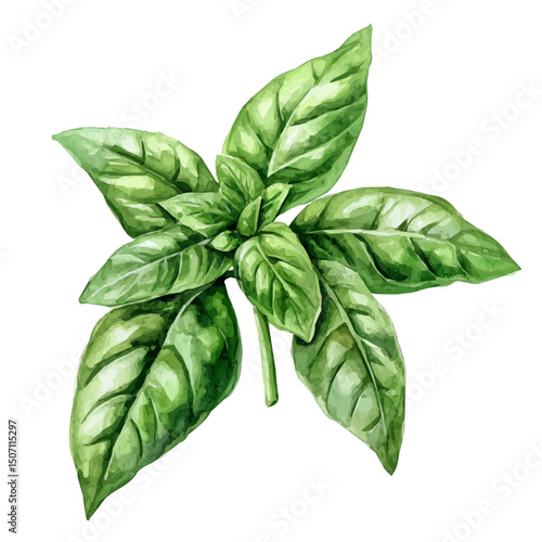 My Watercolor illustration, green basil branch painting illustration isolated on a white background, illustration, AI painting design, vector illustration set, eps format