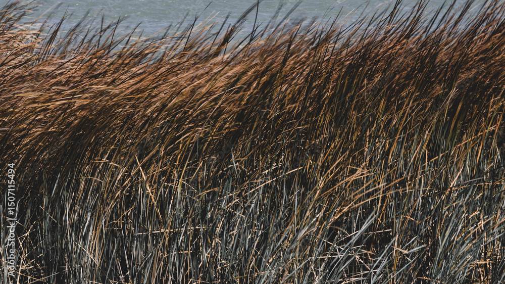 Fototapeta premium beautiful reeds in the lake