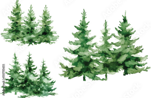 Watercolor Evergreen Trees - Green Forest  vector illustration