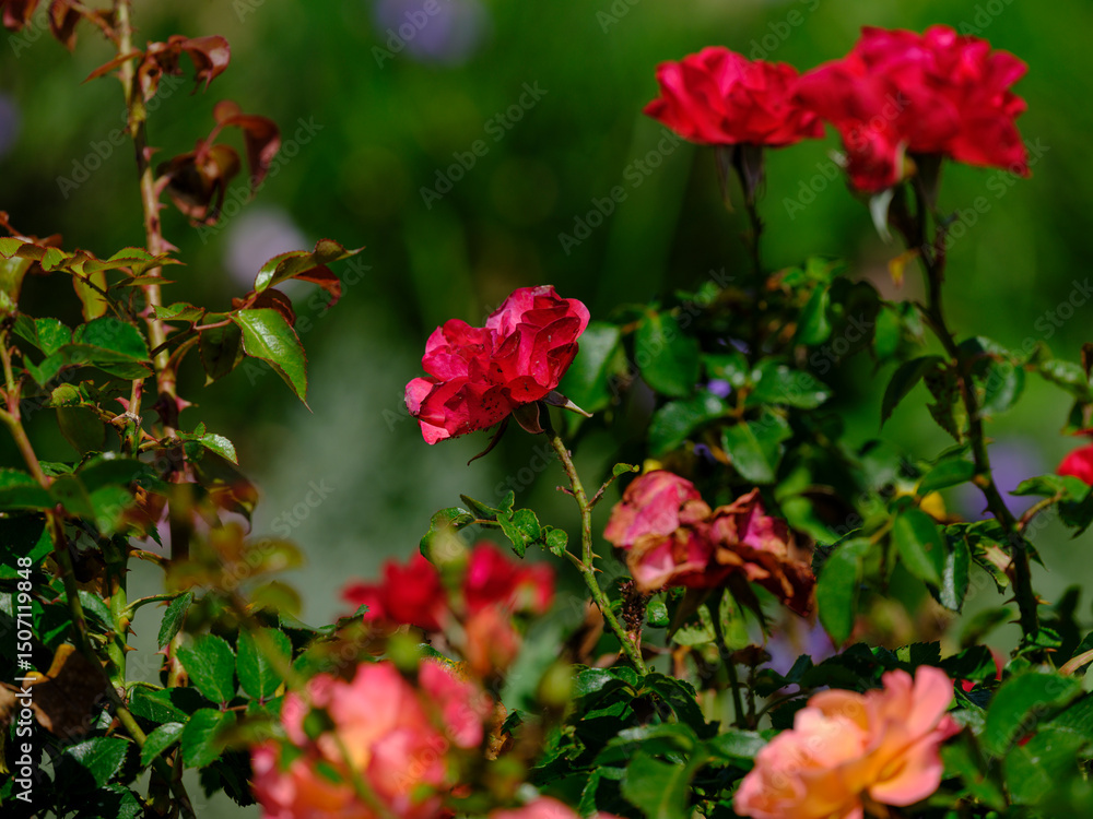 beautiful rose in the nature beautiful rose in the nature