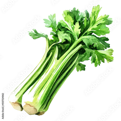 My Watercolor illustration, celery painting illustration isolated on a white background, illustration, AI painting design, vector illustration set, eps format