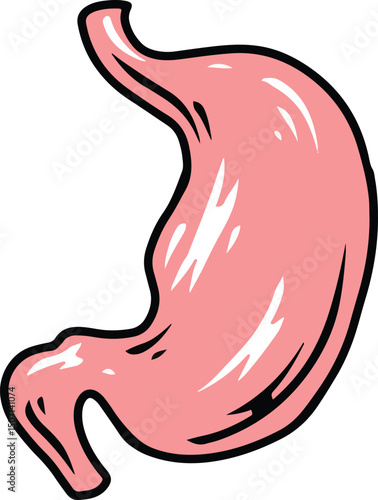 stomach human organ illustration hand drawing 