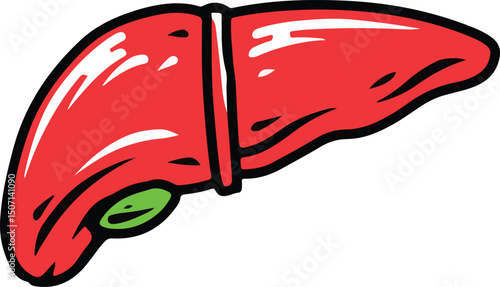 liver human organ illustration hand drawing