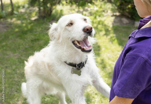 Child holds paws of contented white dog. Concept of friendship between child and pet. Love animals. Selective focus on dog's face