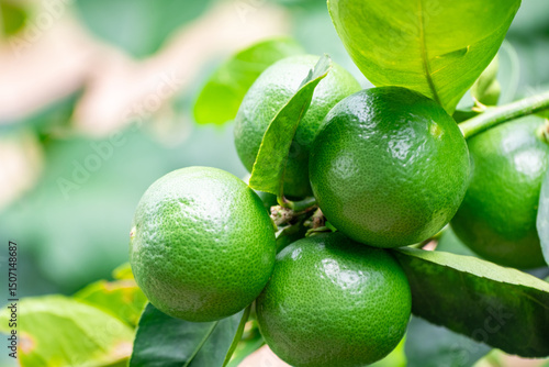 Wallpaper Mural Green lemons is citrus  fruits on a branch with nature background. Green Lemons tree in the garden with daylight. Fresh green lime fruit hanging from branch. Torontodigital.ca