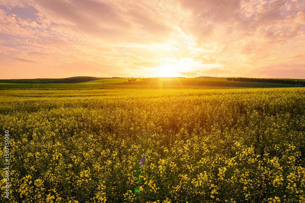 Fototapeta premium Yellow bright flowers bloom in a field of rapeseed at sunset light, creating a beautiful summer landscape. Agricultural business concept image.