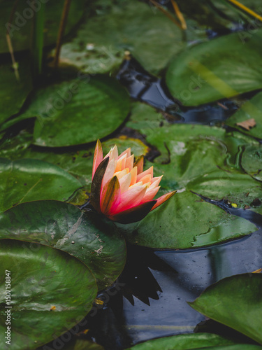 beautiful lotus flower in the forest