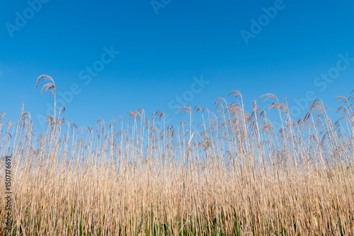 Cuadro en lienzo 真っ青な晴れた空にビオトープに群生するヨシ　シンプル背景