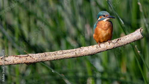 Kingfisher Lookout