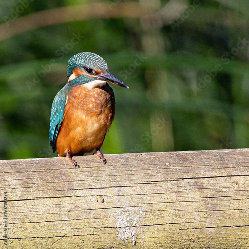 Kingfisher Spy