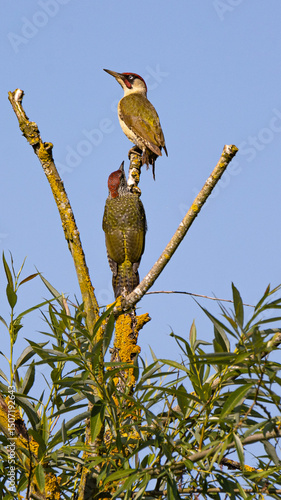 Two Green Woodpeckers