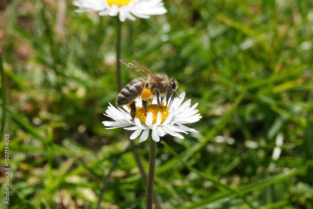 bee on flower bee on flower