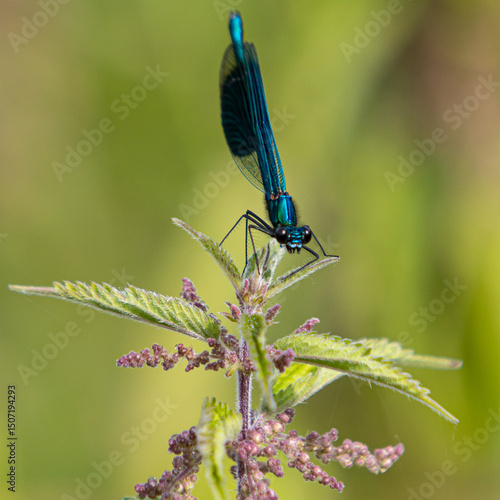 Blue Vivid Damselfly