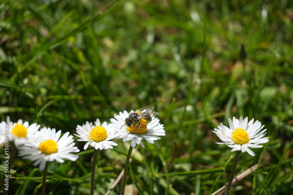 Fototapeta premium bee on flower
