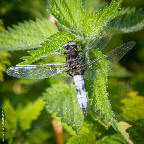 Blue Chaser