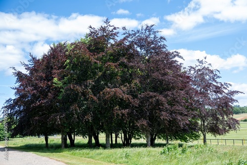 circle of trees in The South Downs National Park Cowdray Park  West Sussex England