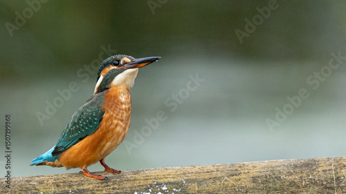 kingfisher on Post