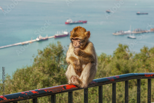 Baby Monkey on Railing – February 20, 2010, Gibraltar